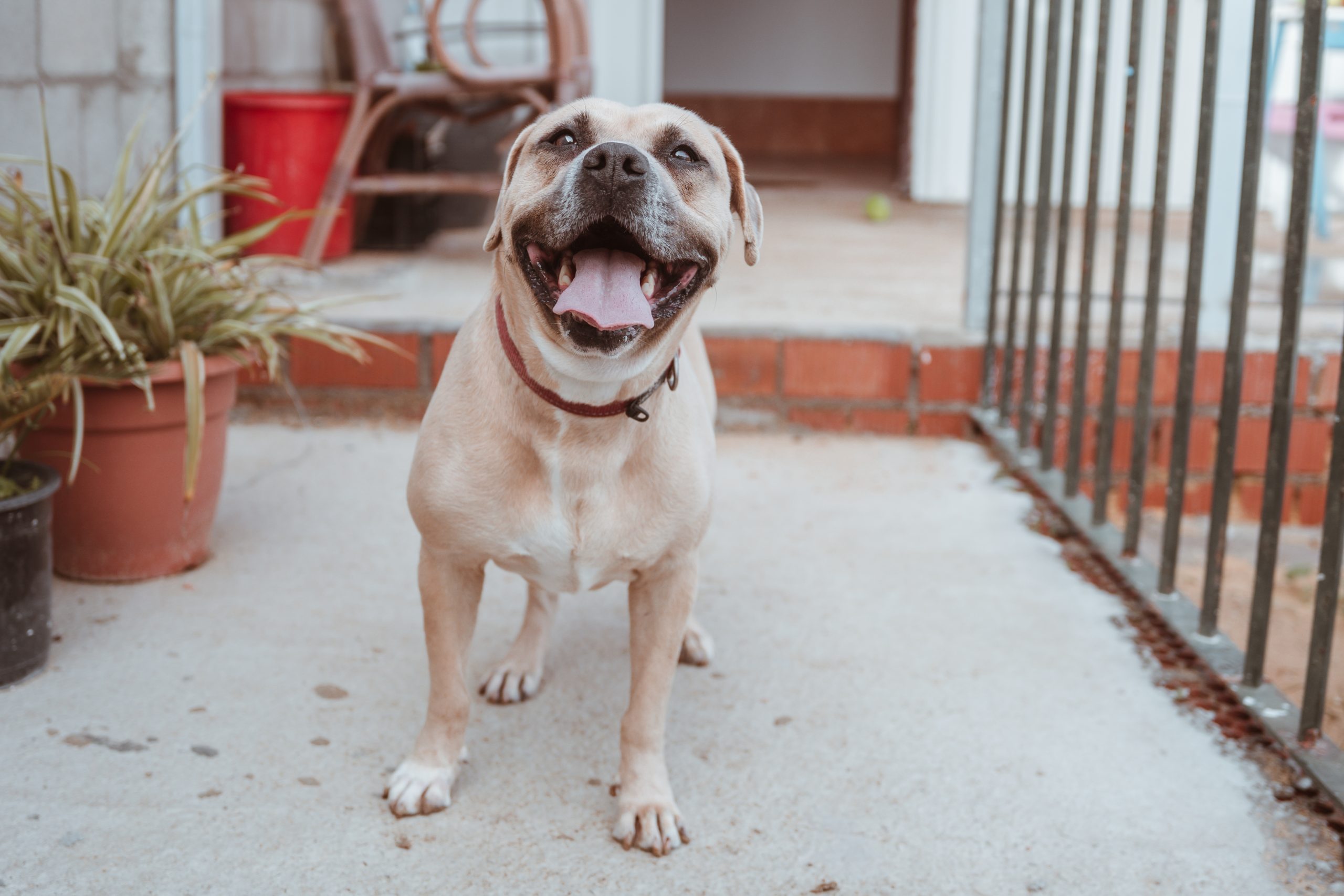 Foto de un Perro Mestizo en adopción en Cádiz