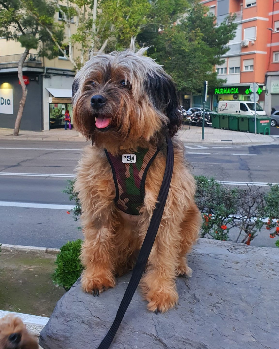 Foto de un Perro Yorkshire Terrier en adopción en Zaragoza