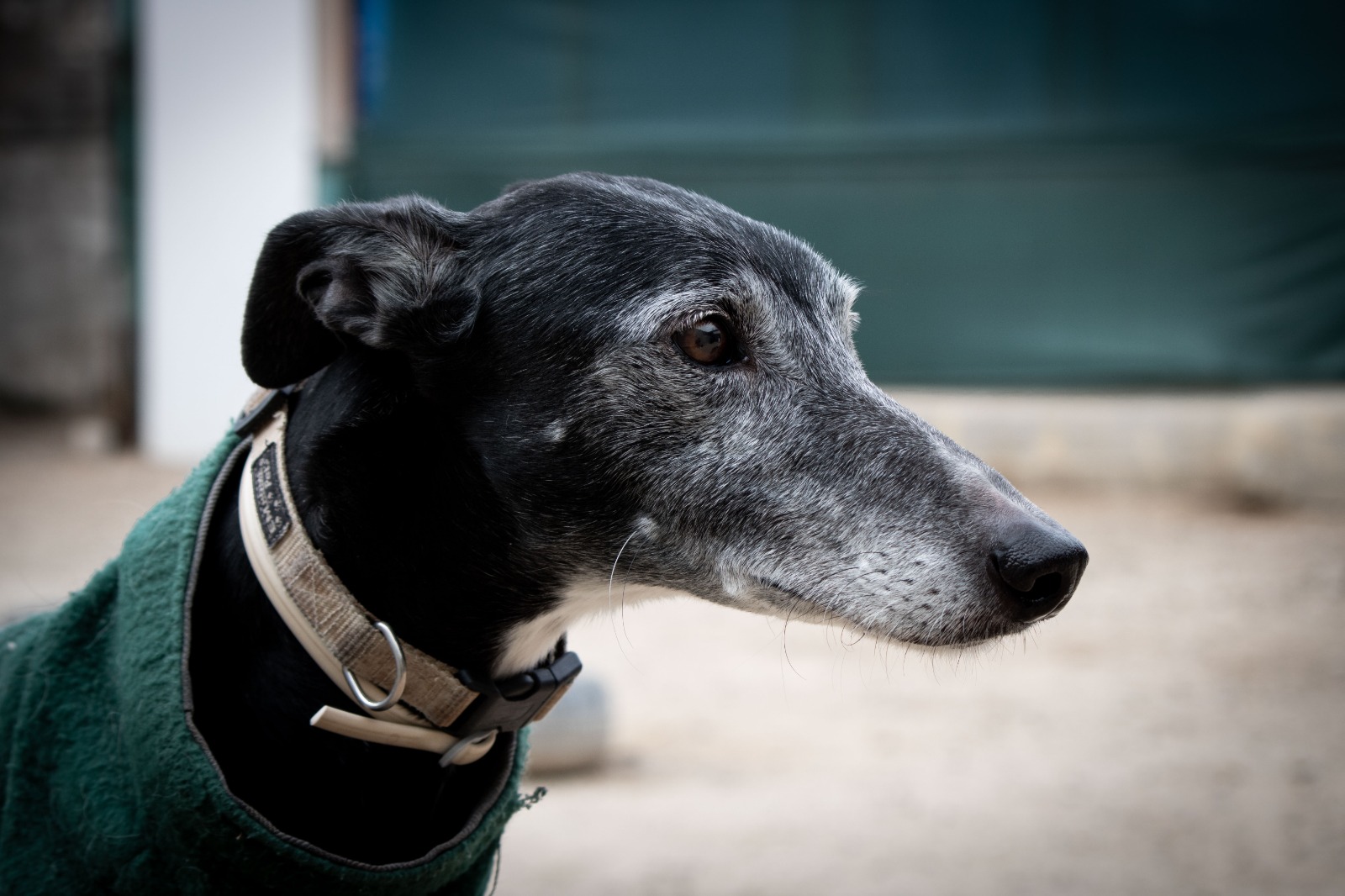 Foto de un Perro Galgo Español en adopción en Madrid