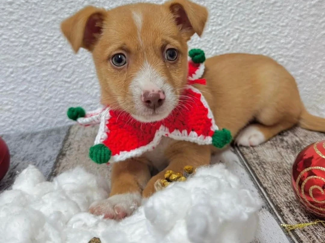 Foto de un Perro Mestizo en adopción en Alicante