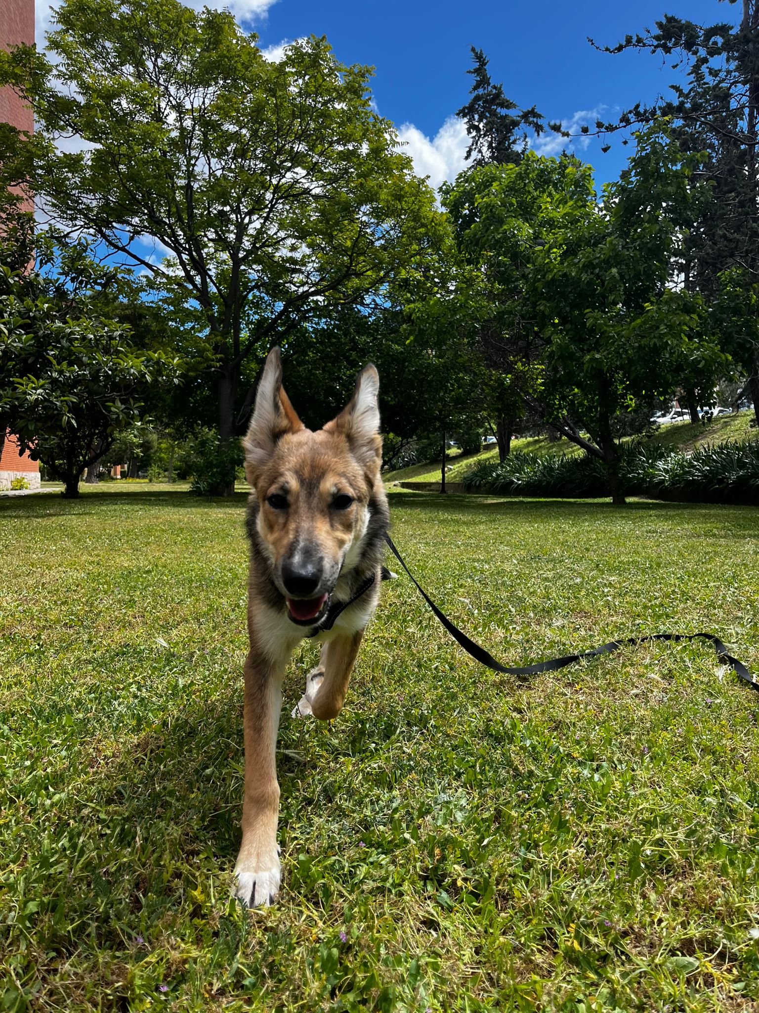 Foto de un Perro Mestizo en adopción en Madrid