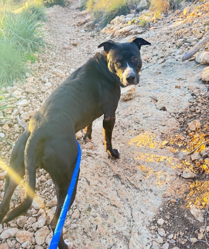 Foto de un Perro American Staffordshire Terrier en adopción en Valencia