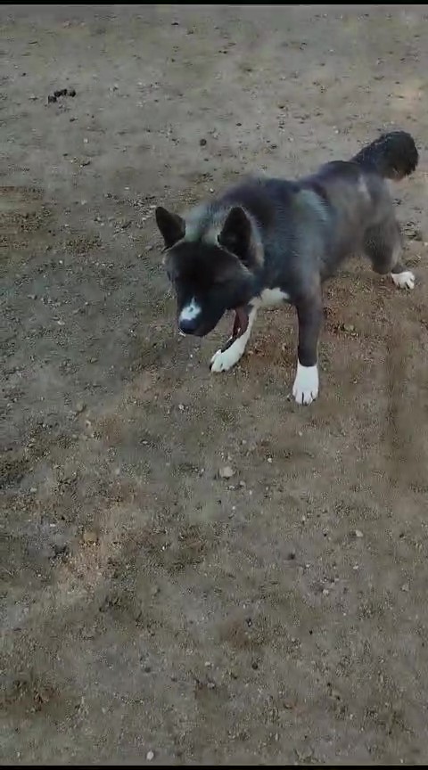Foto de un Perro Akita Americano en adopción en Madrid